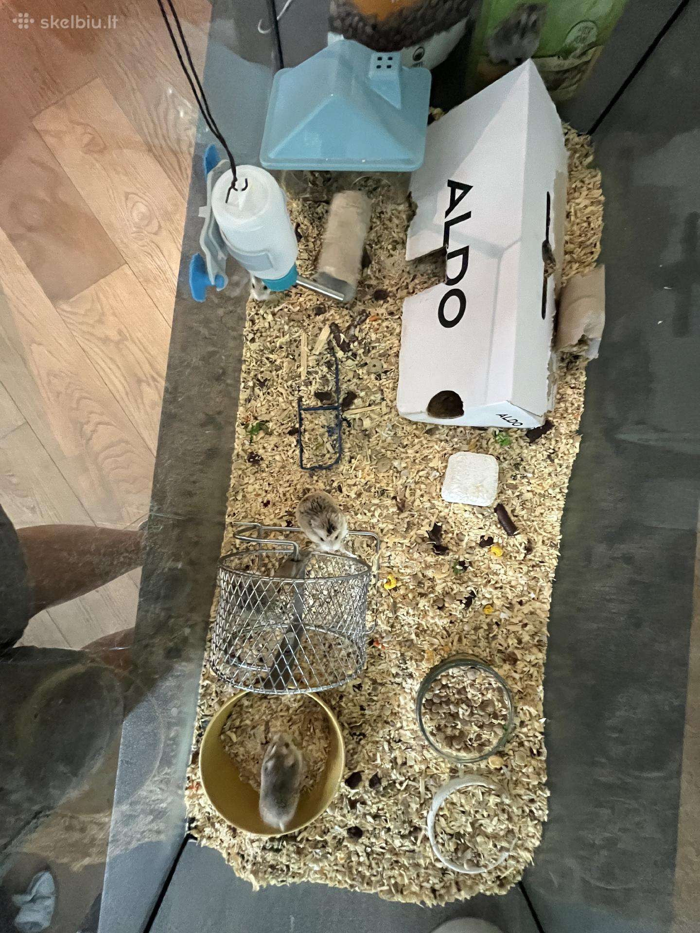 Parduodu nuostabius roborowski žiurkėniukus