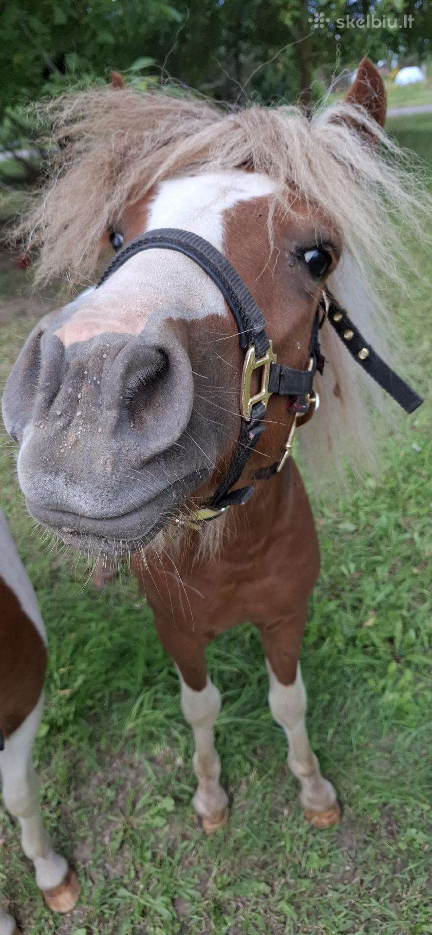 Jaunas 1.5metų poni eržiliukas