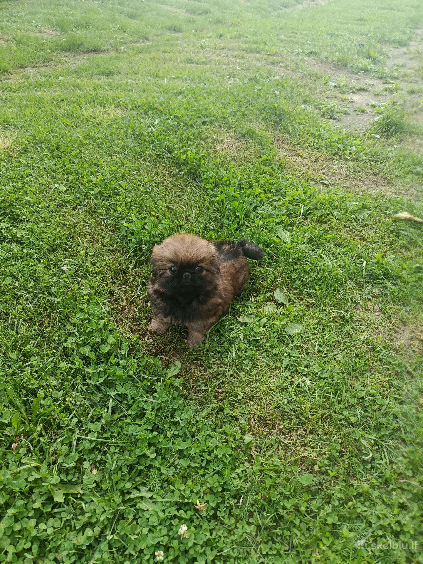 Pekinai