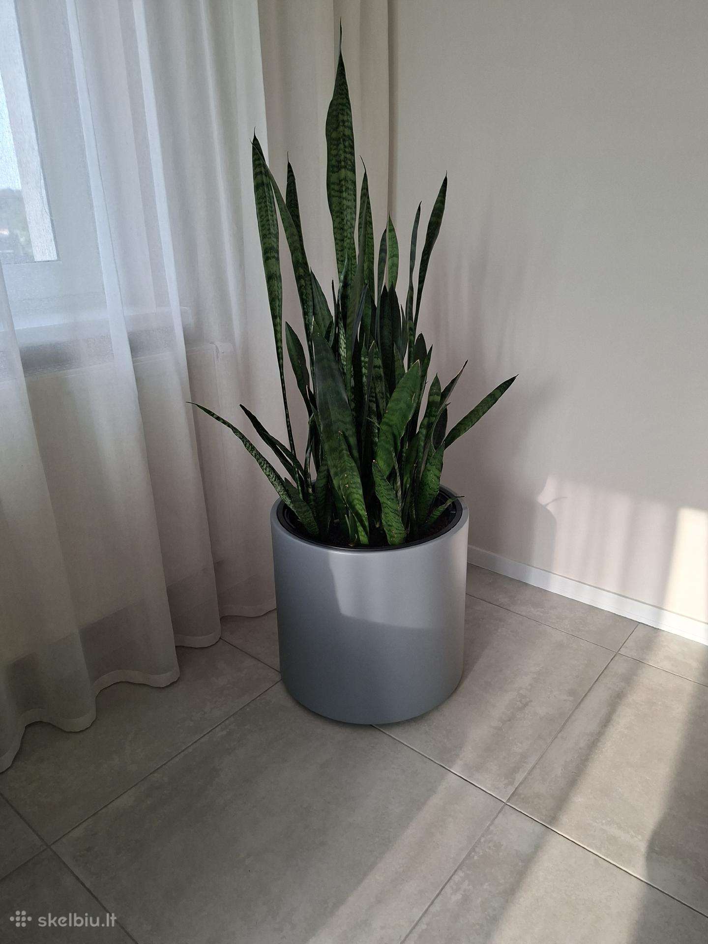 Gėlė