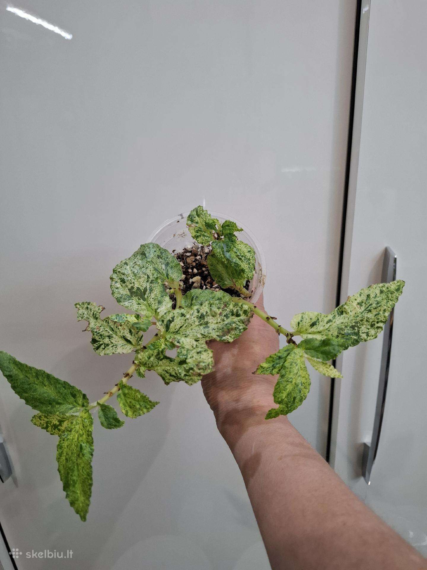 Pellionia Repens Variegata