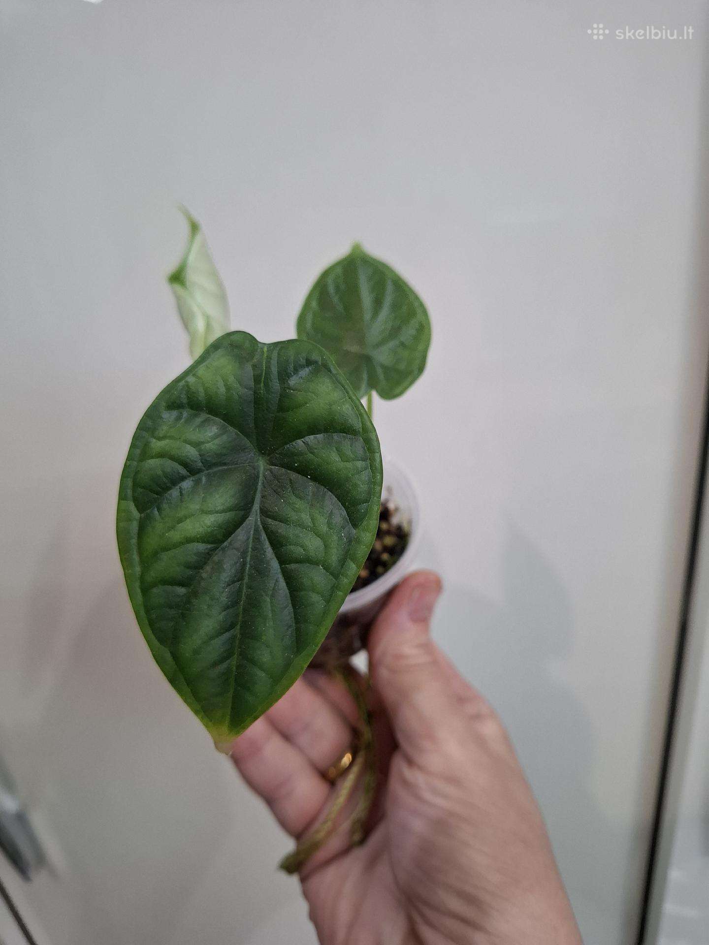 Alocasia Dragon Scale