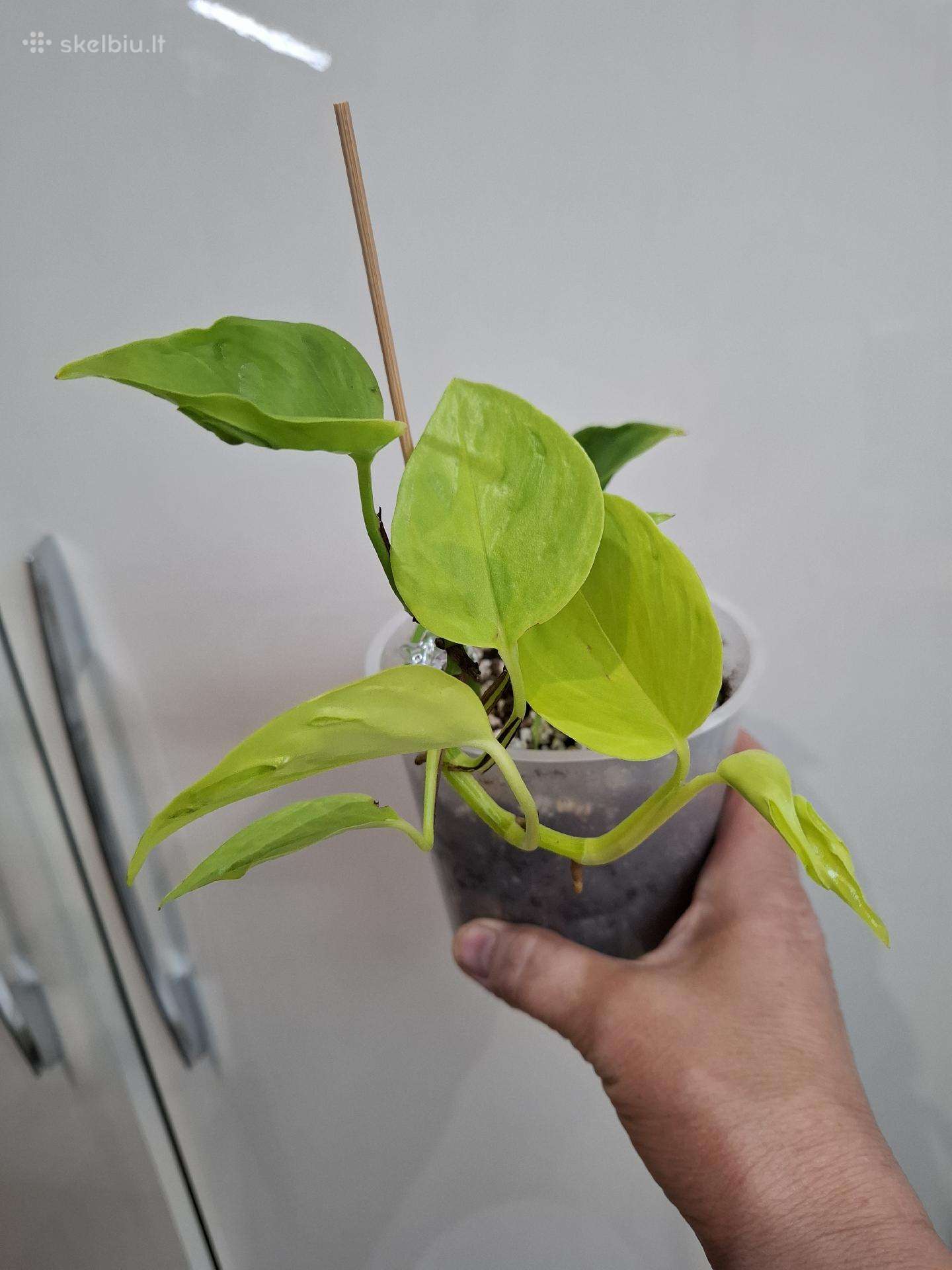 Epipremnum aureum Teruno Champs-elysses