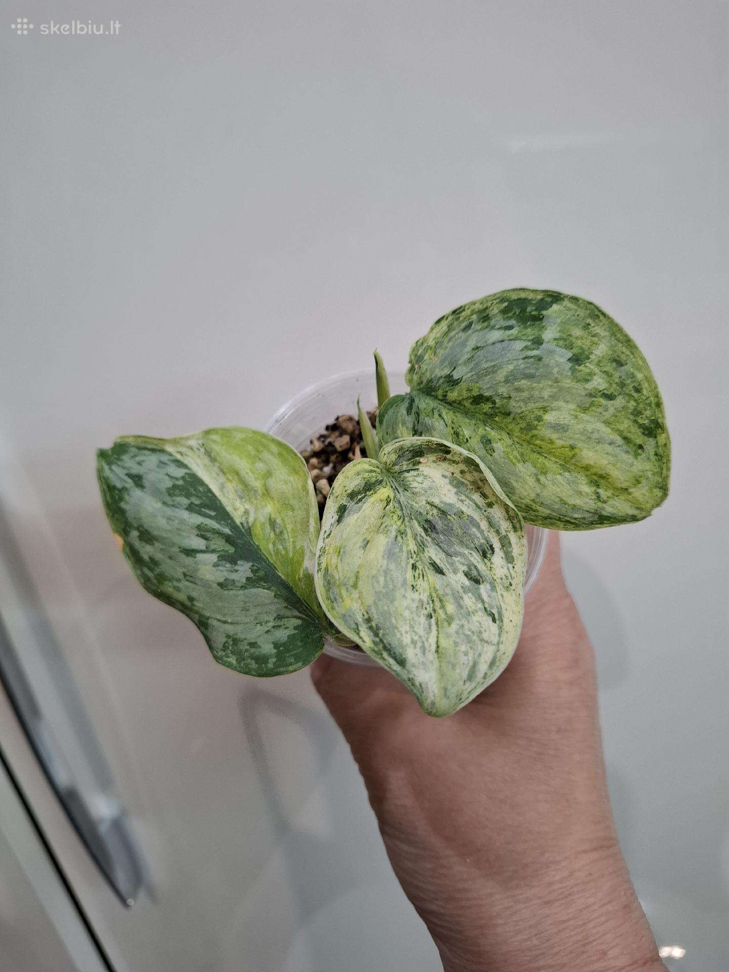 Scindapsus pictus Mint Variegata