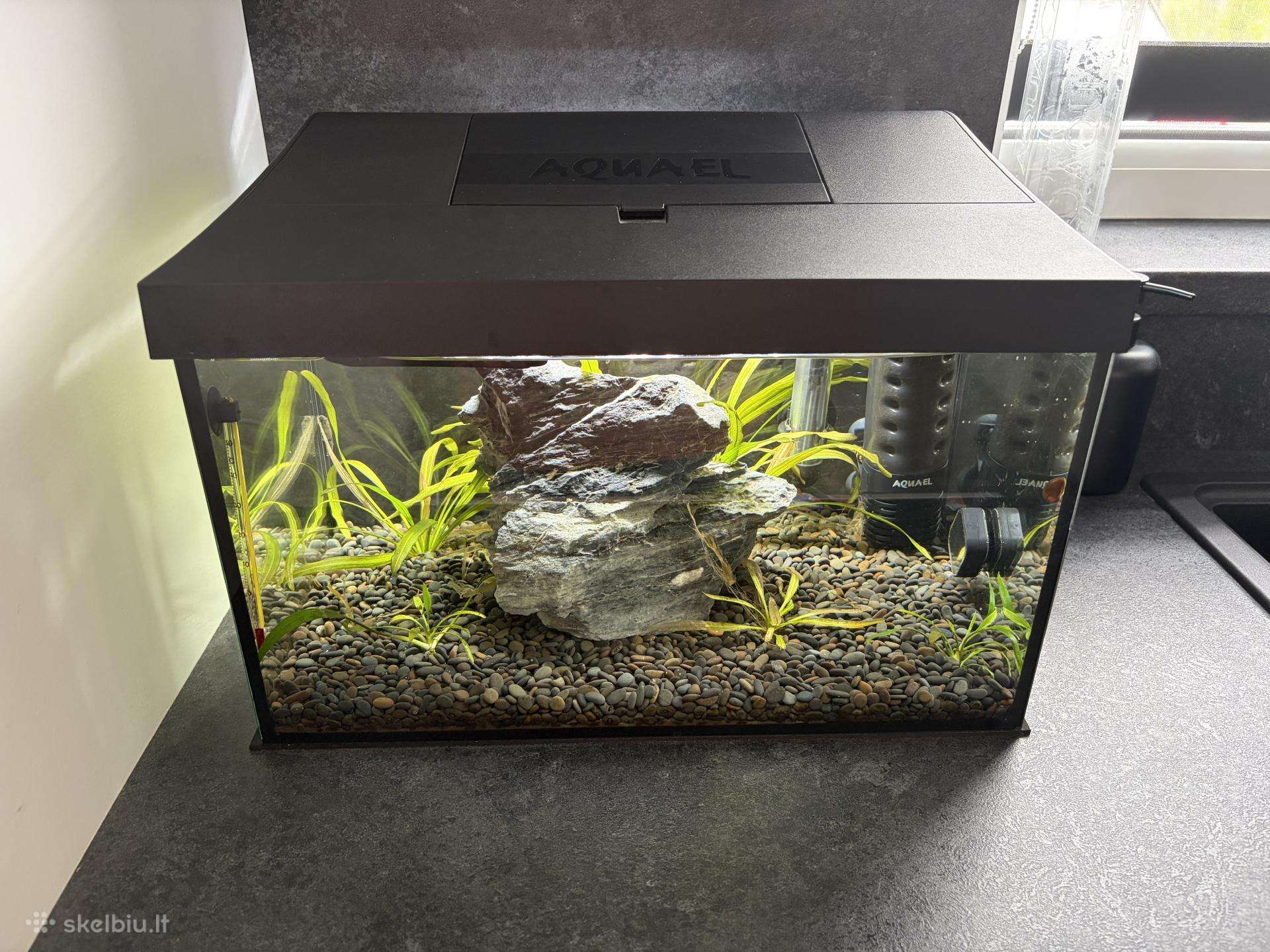 Aquael leddy 40 akvariumas