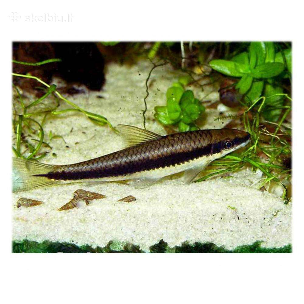 Siamangų lapę žuvis akvariumui