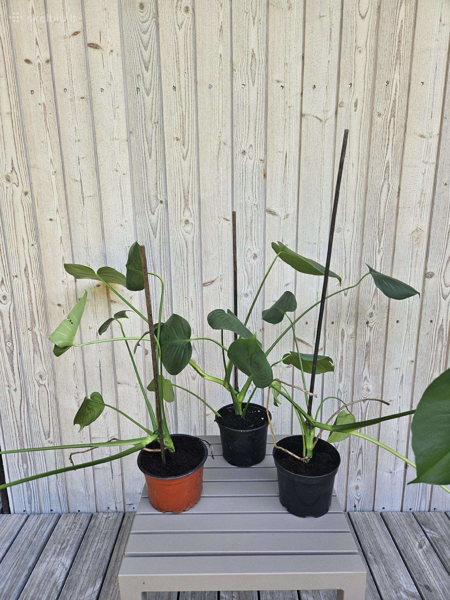Monstera kambarinė gėlė (viso 3 vnt.)