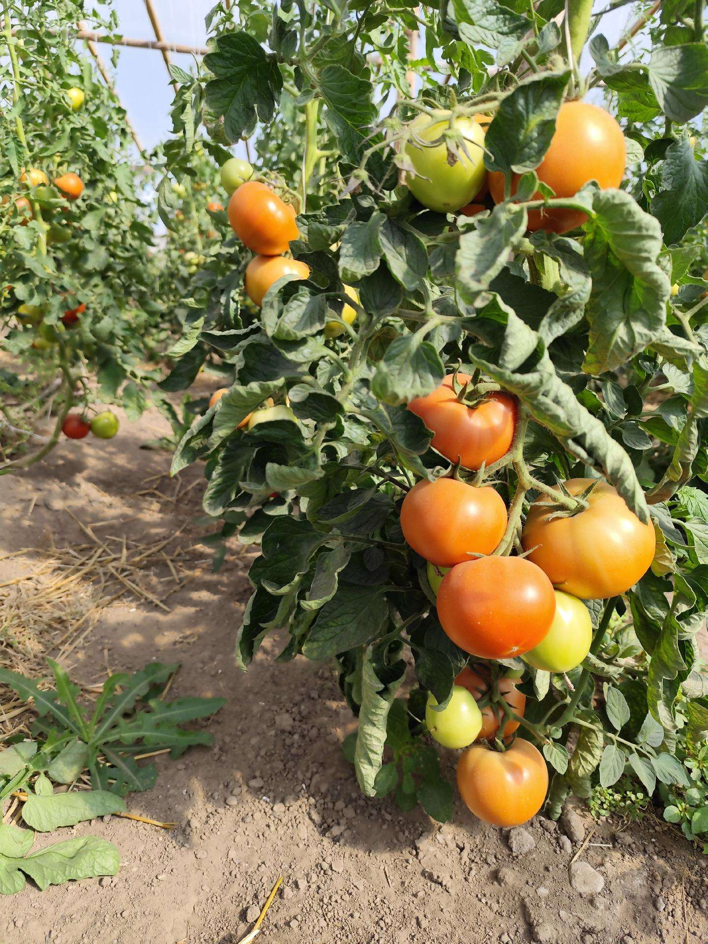 Pomidorai 2€/kg