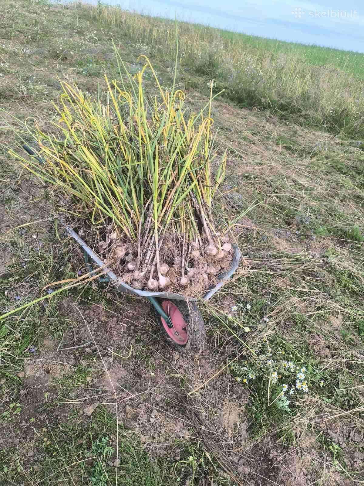 Česnakai