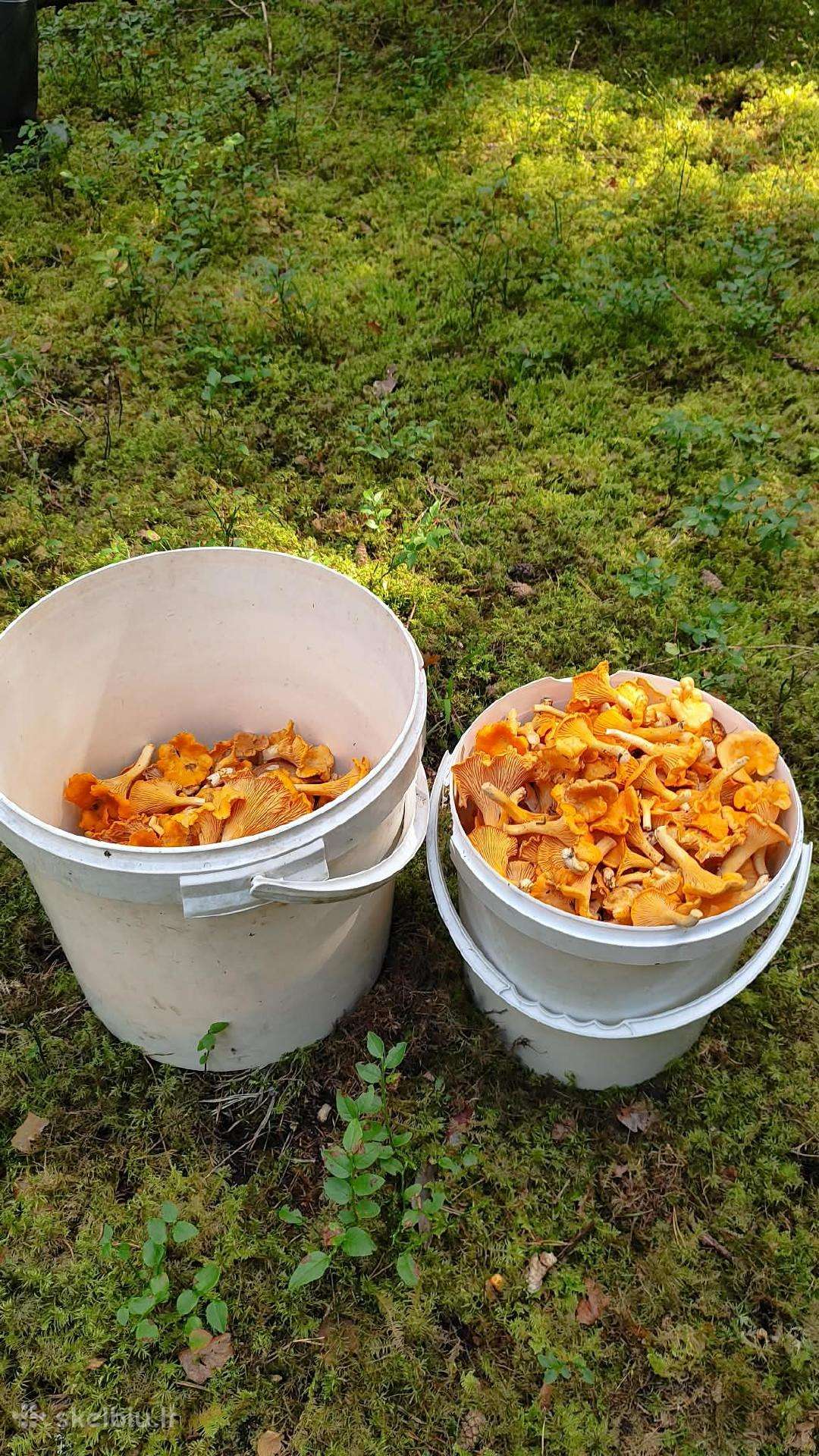 Voveraitės