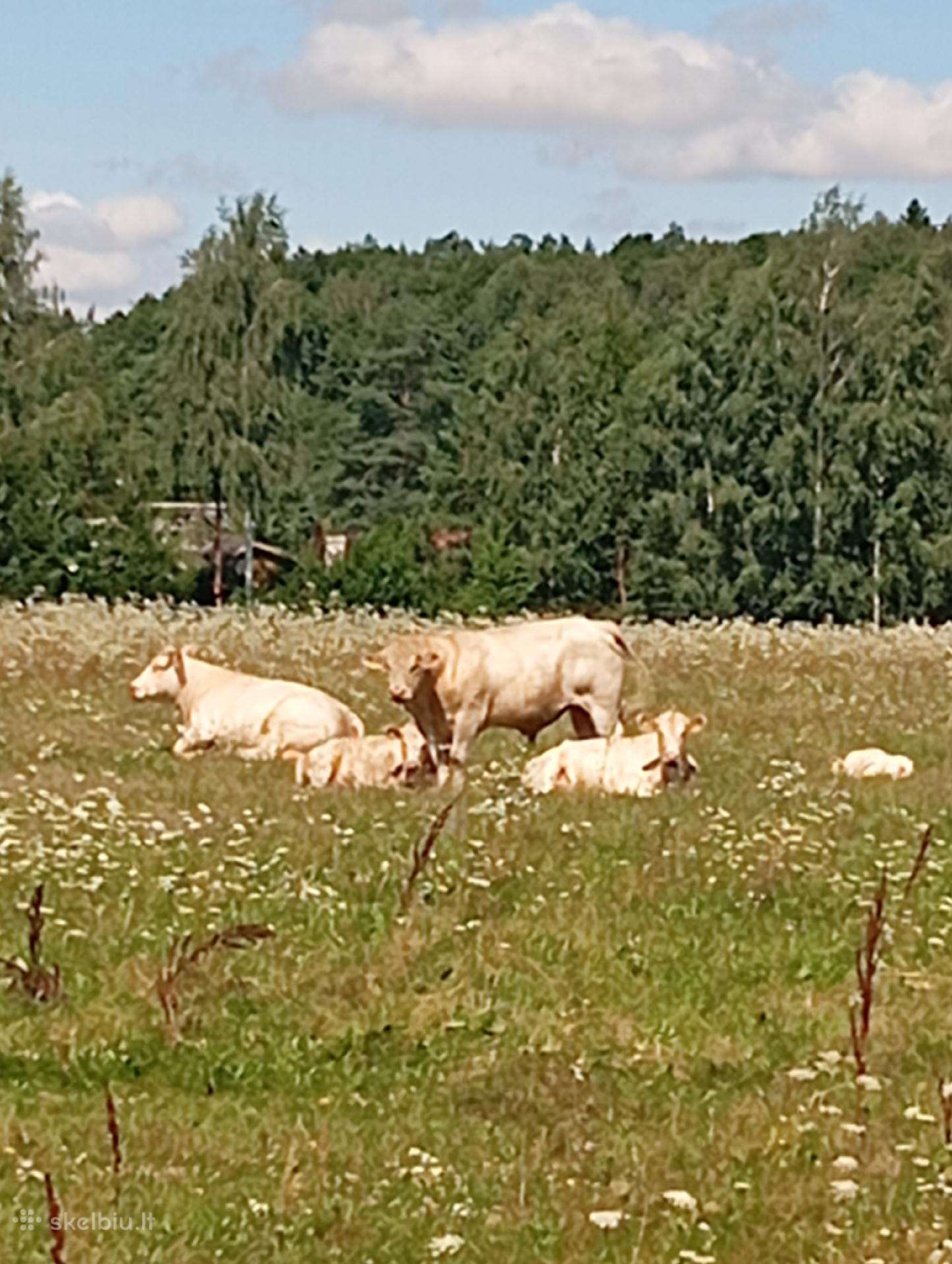 Šarolė banda