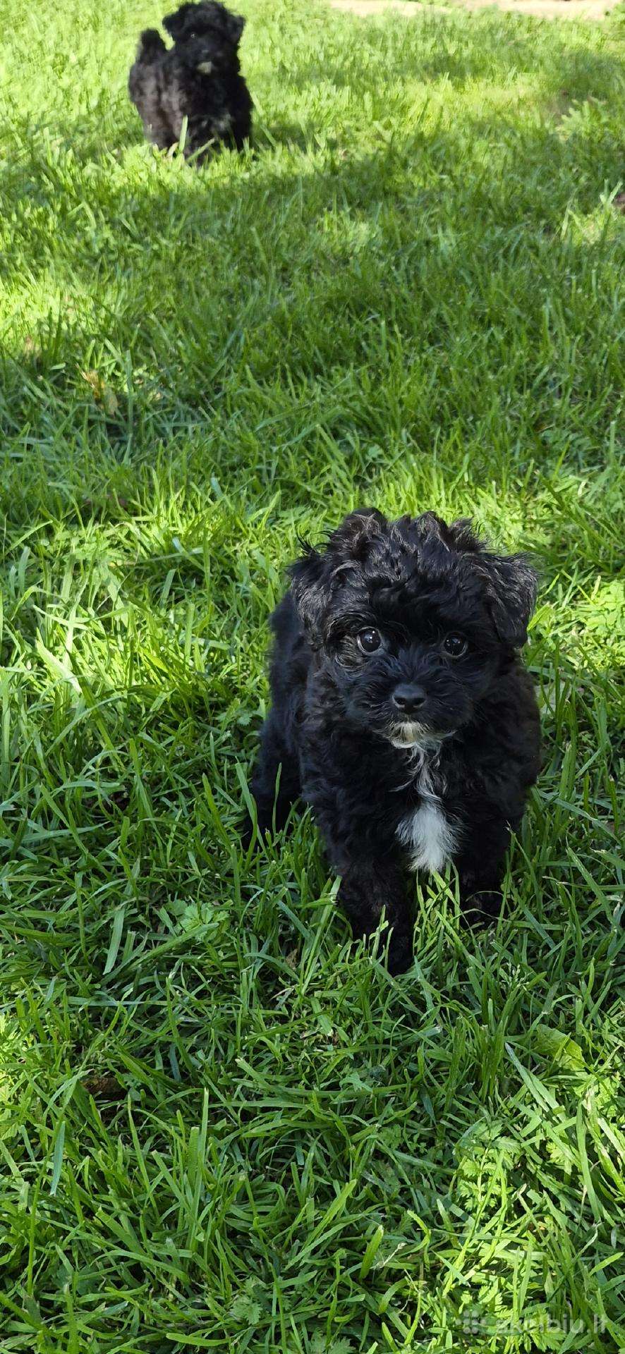 Pomapoo liko 1 mergytė