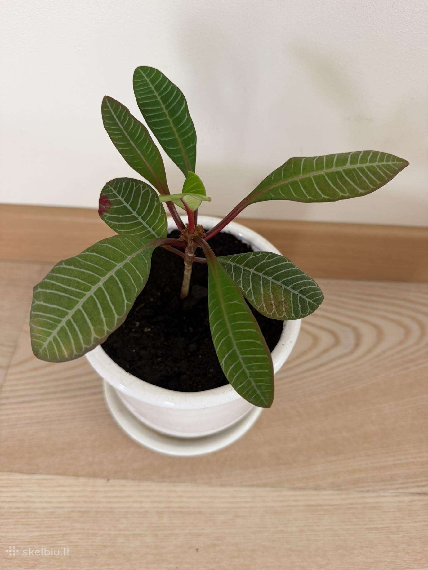 Baltagyslė karpažolė (Euphorbia leuconeura) vazone