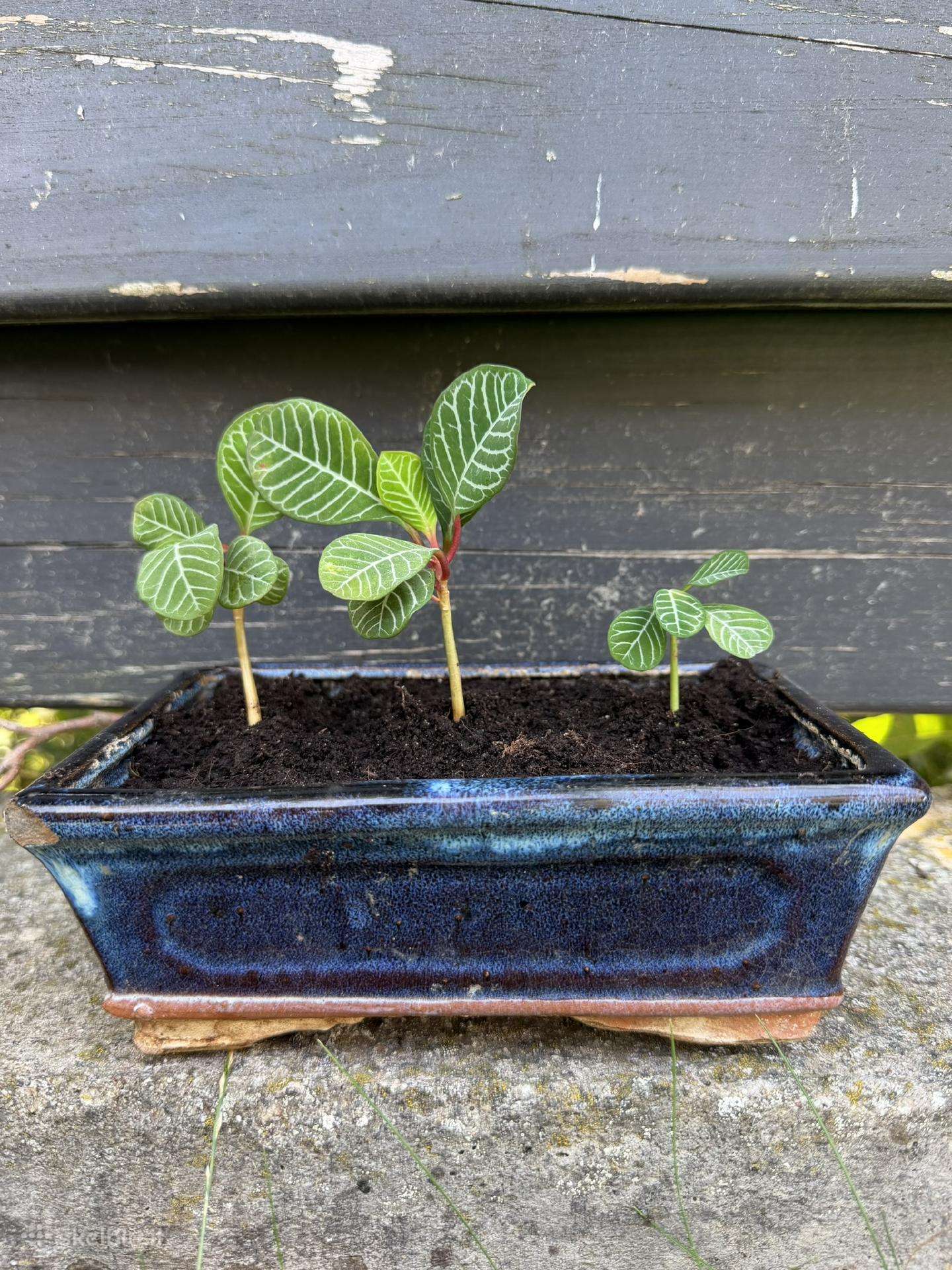 Baltagyslė karpažolė (Euphorbia leuconeura) bonsai