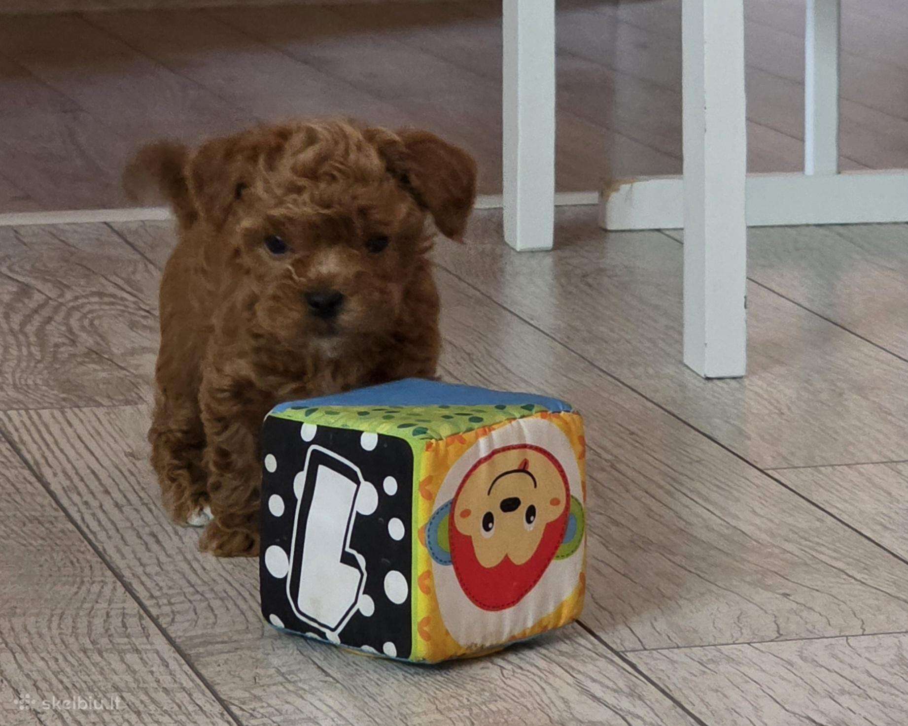 Maltipoo kalytės ir šuniukas