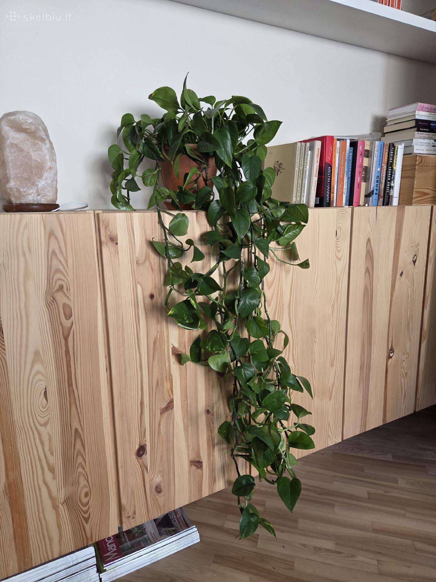 Skindapas (Golden Pothos)
