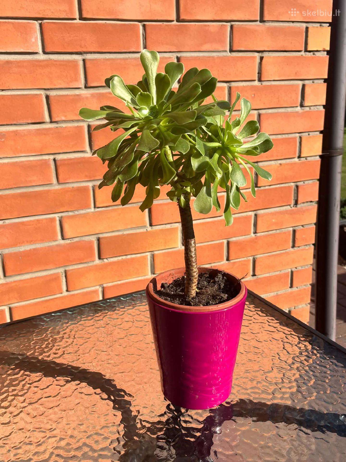 Sukulentas Medinis Ramdis (Aeonium arboreum)