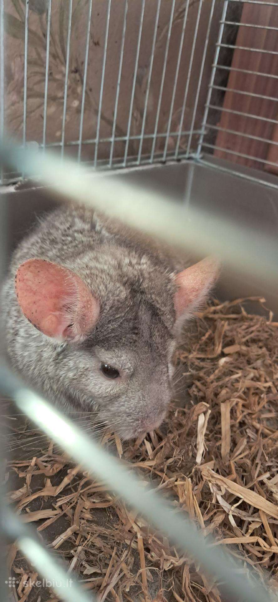 Šinšila