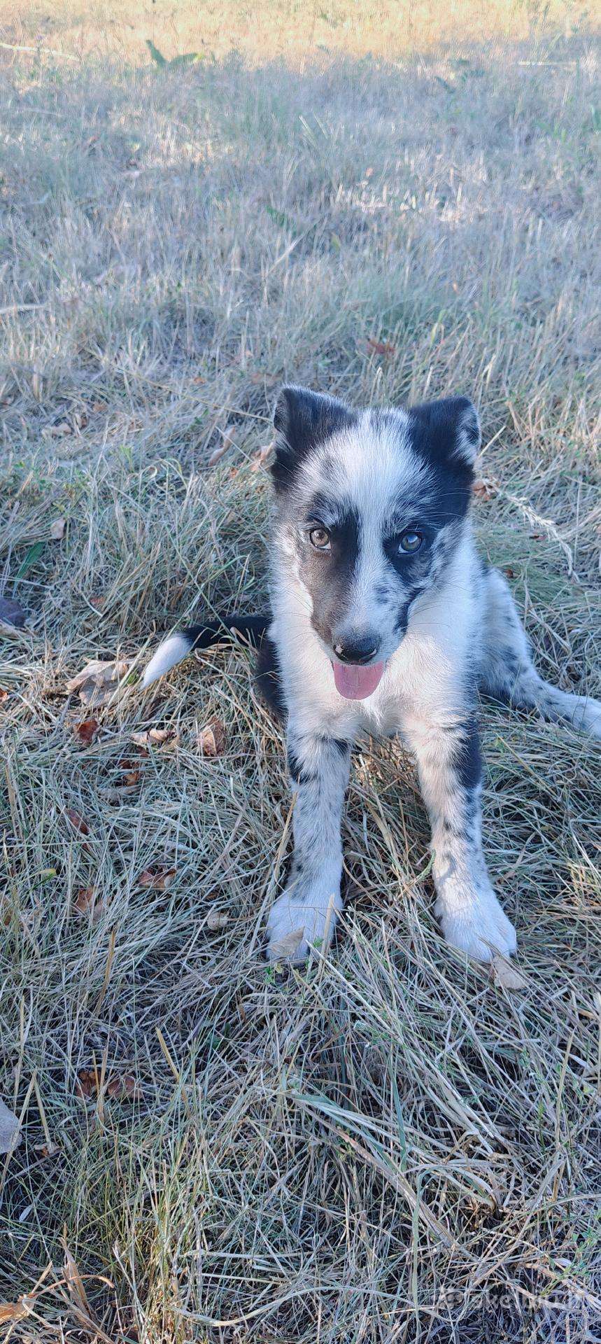 Border Collie mergaitė Merle