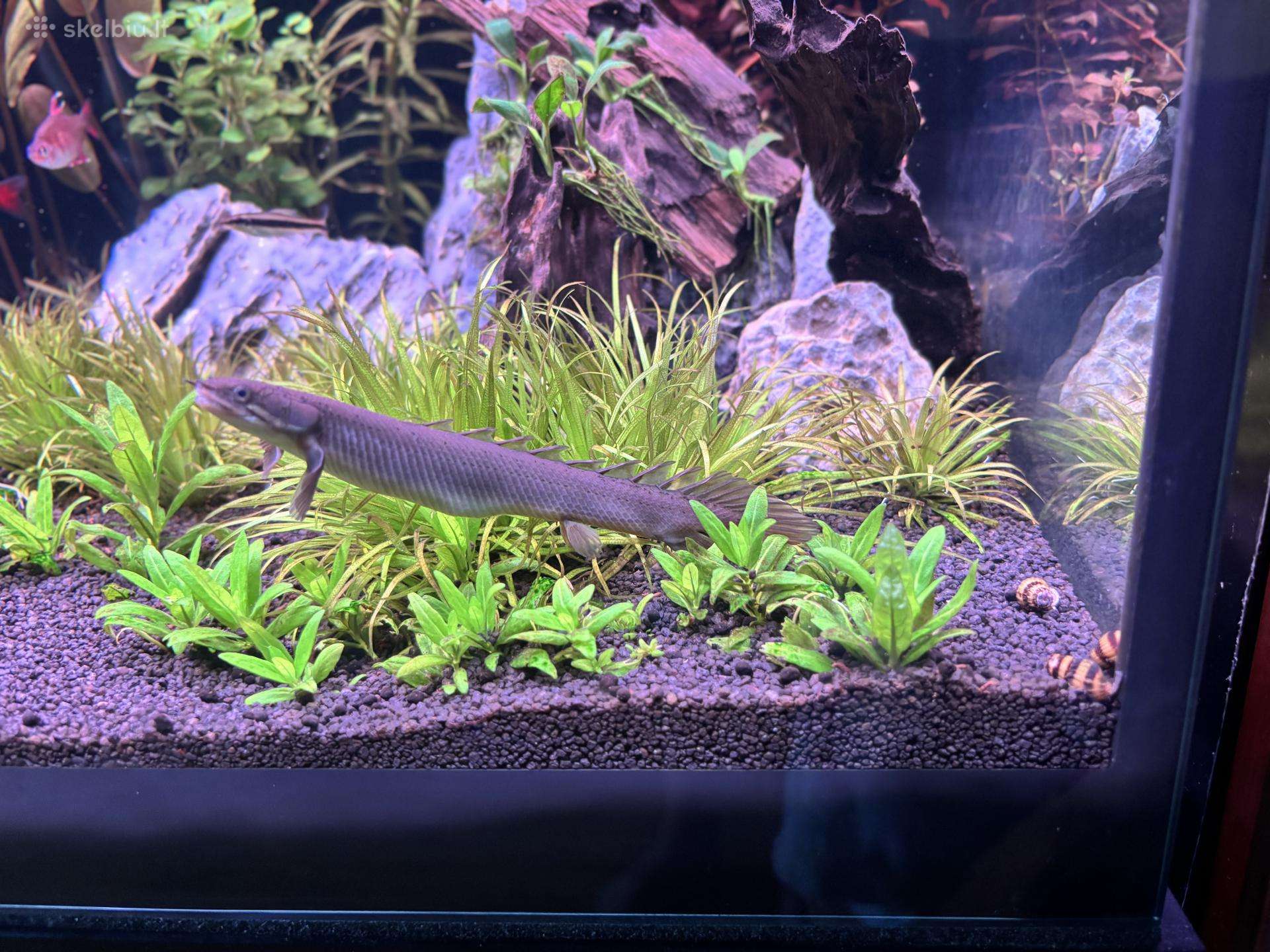 Polypterus senegalus