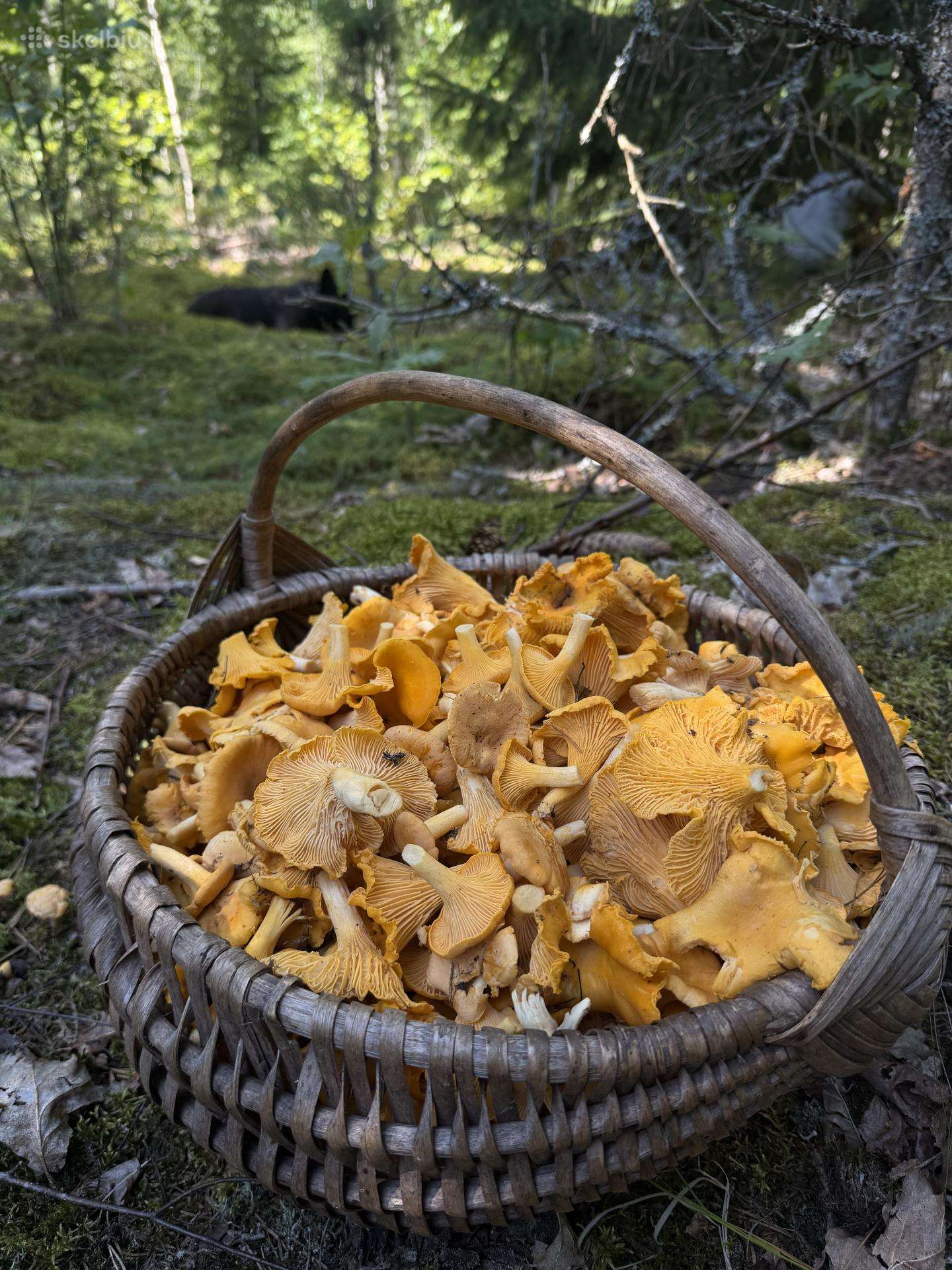 Voveraitės