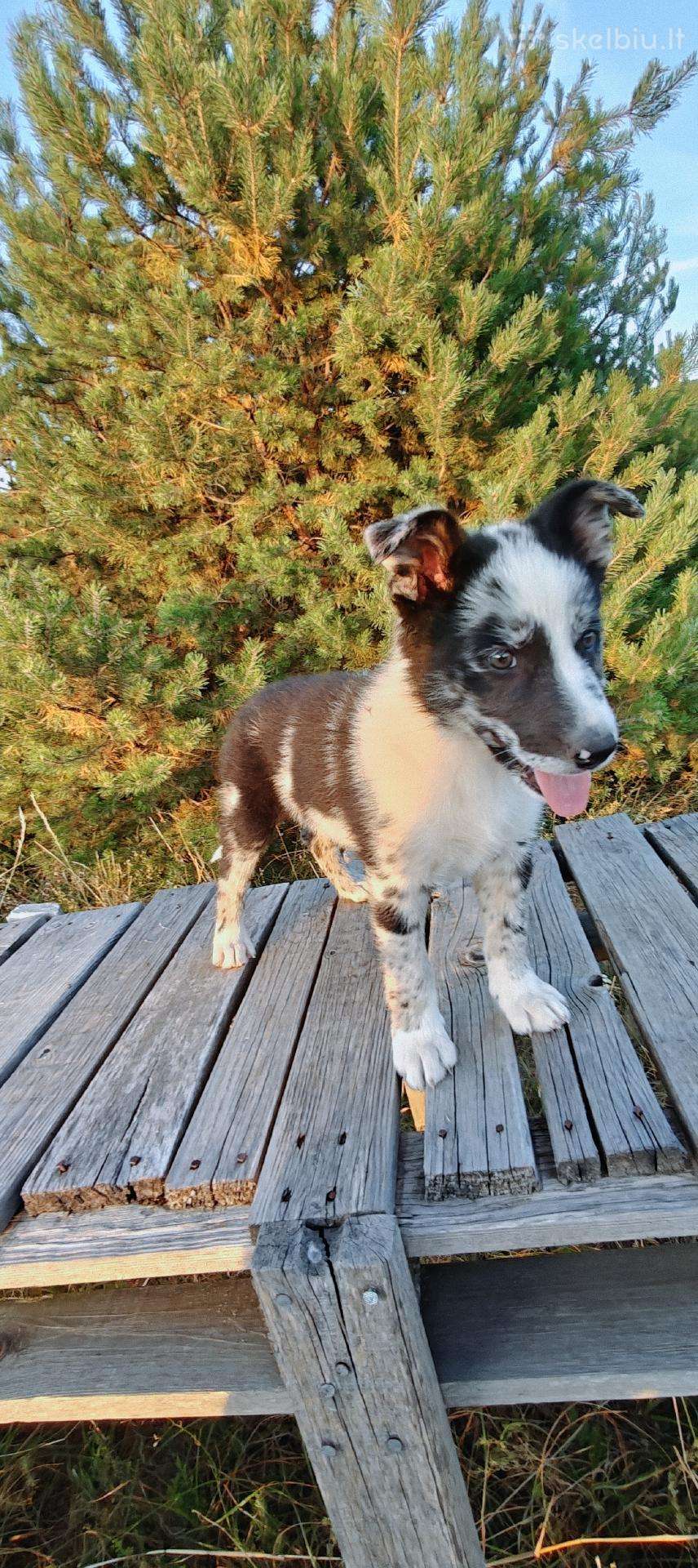 Collie mergaitė Merle