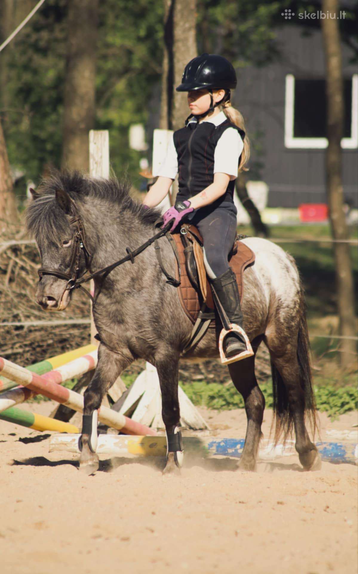 Apalūza spalvos poni kumelė