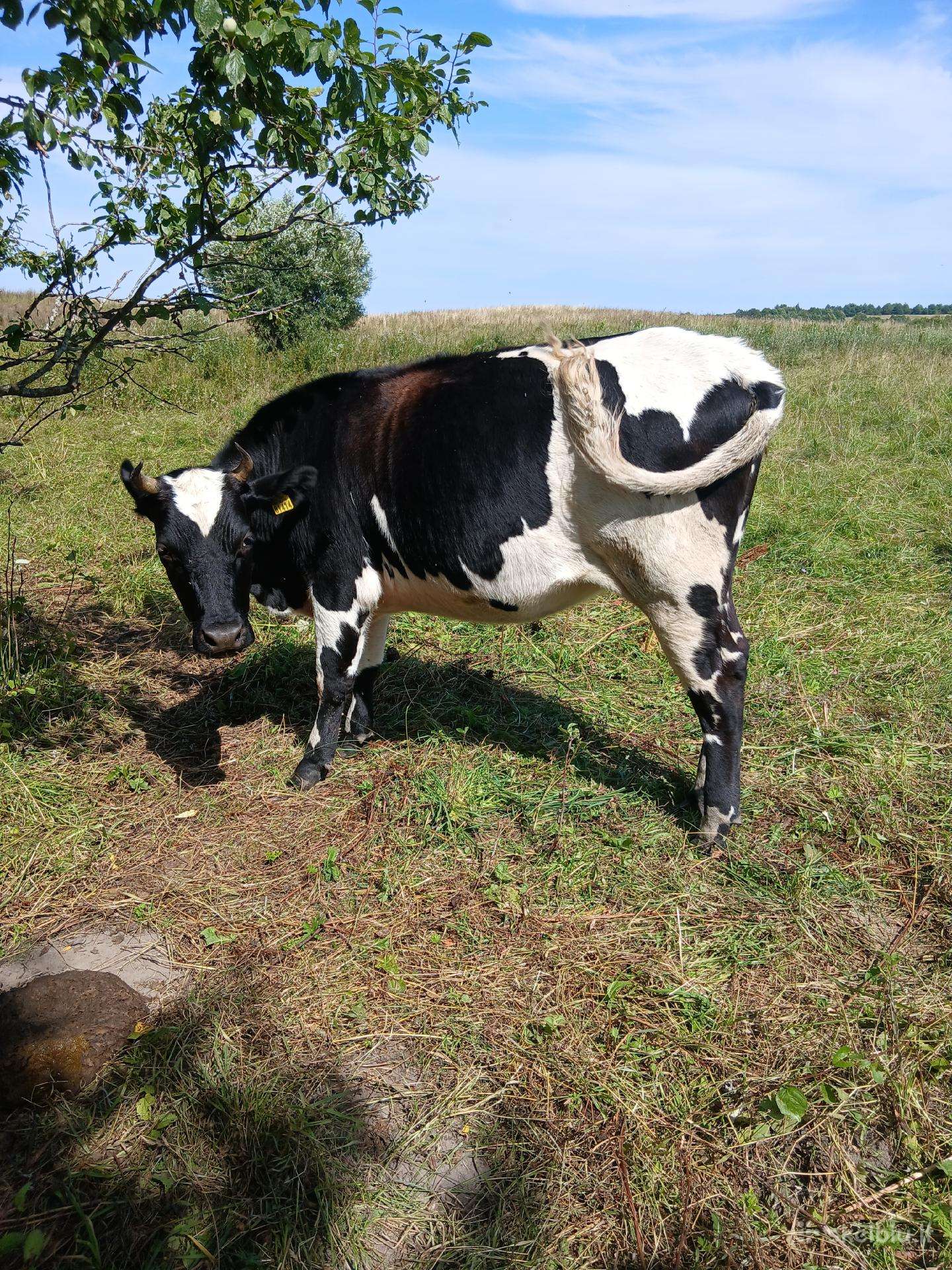 Parduodu veršingą telyčią. Kaišiadorių r.