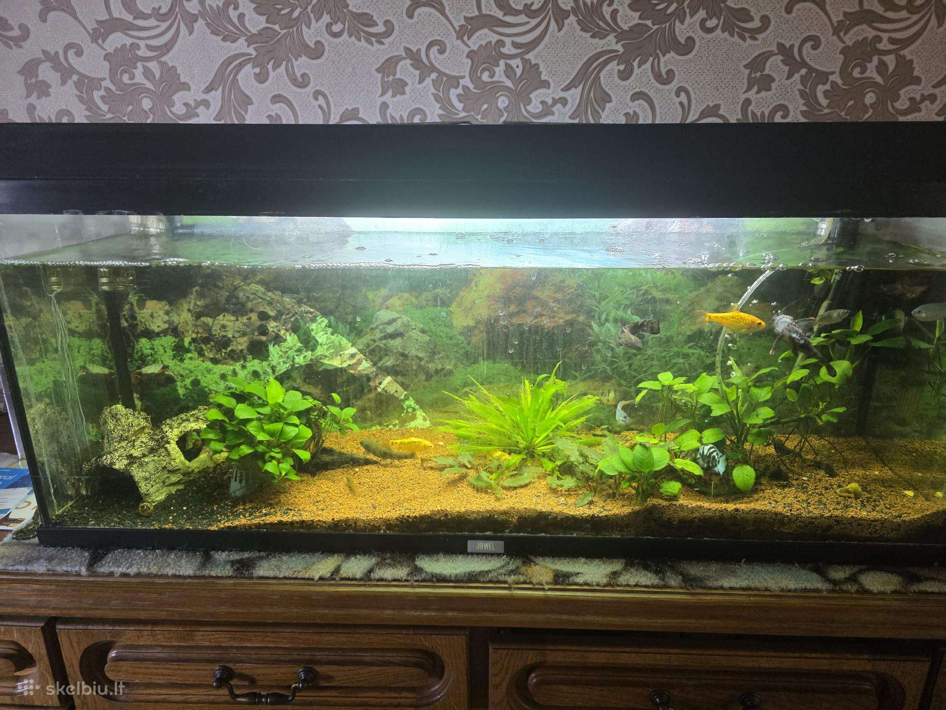 Juvel 120l su viskuom