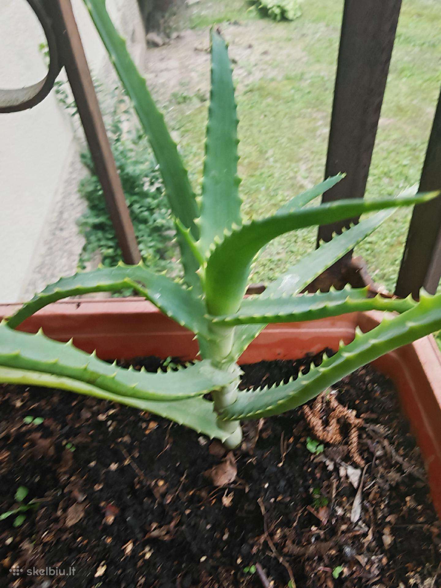 Parduodamas alijosius