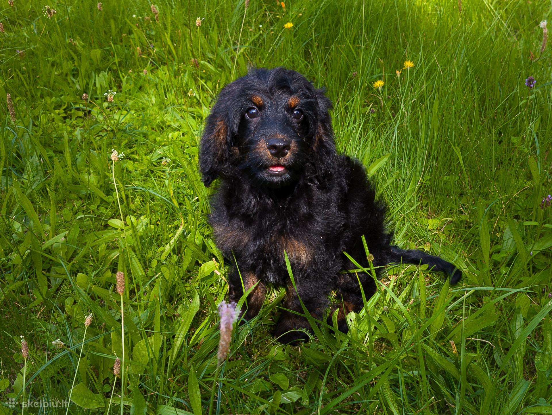 Cockapoo