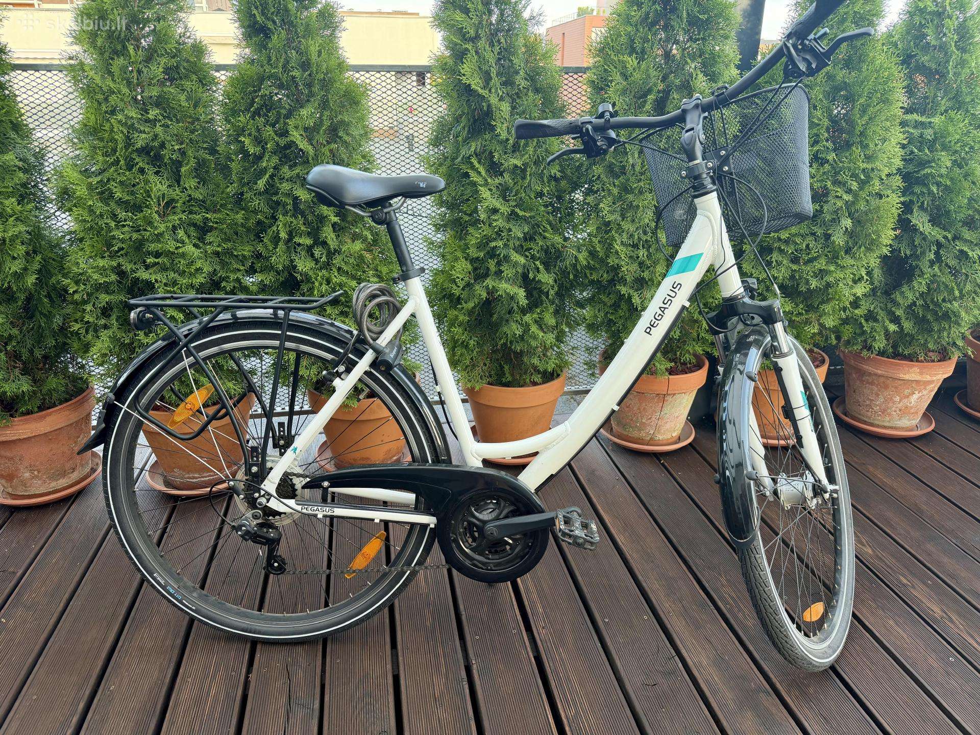 Pegasus Piazza I 55 (m-l)