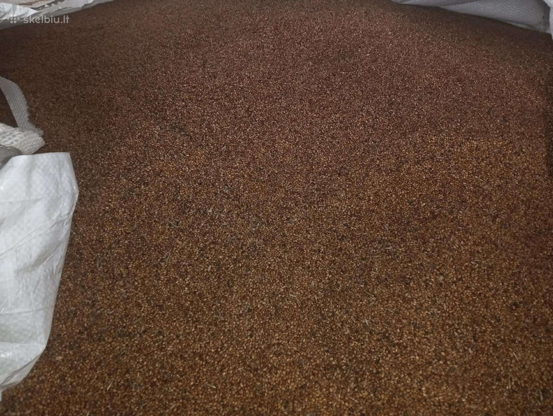 Purpurinis dobilas