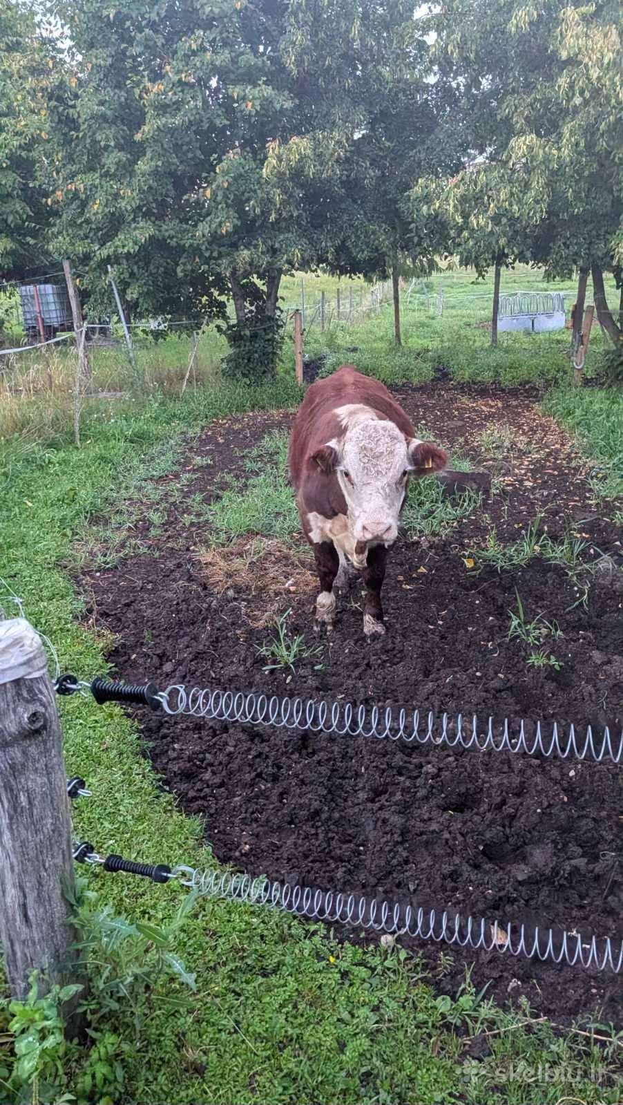 Parduodu 10 mėn. herefordų veislės veršelį
