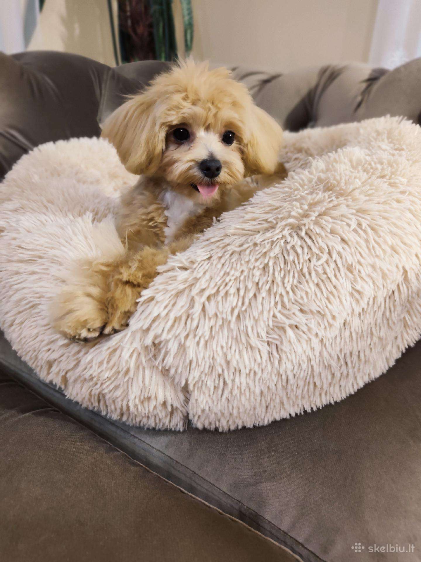 Mini maltipoo