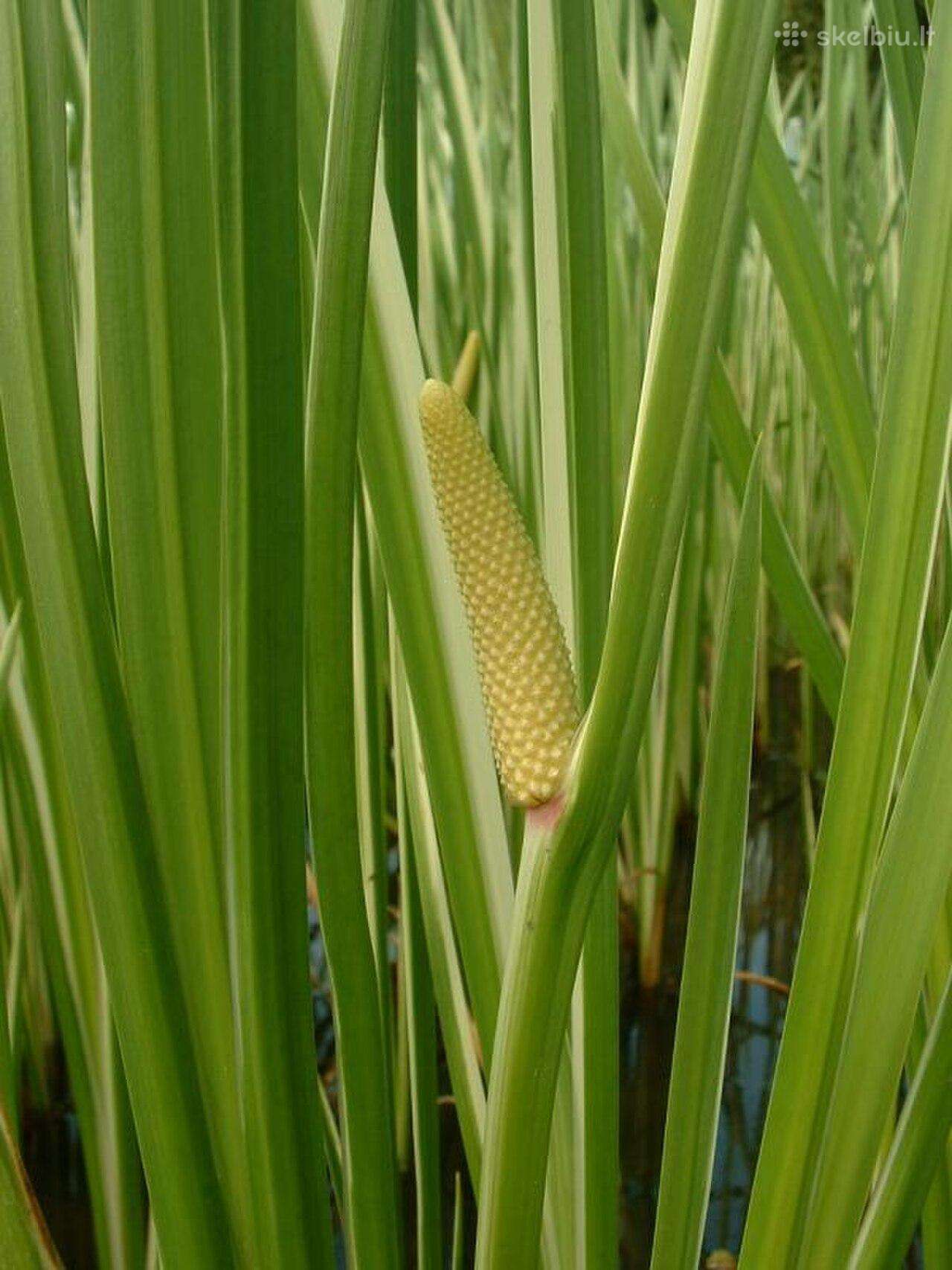 Balinis ajeras