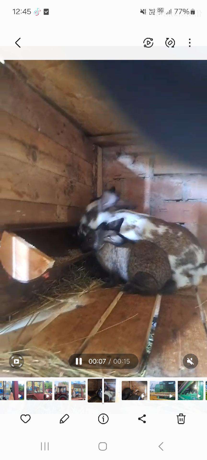 Parduodami 4men 6 patinai 5pateles Panevezio raj.
