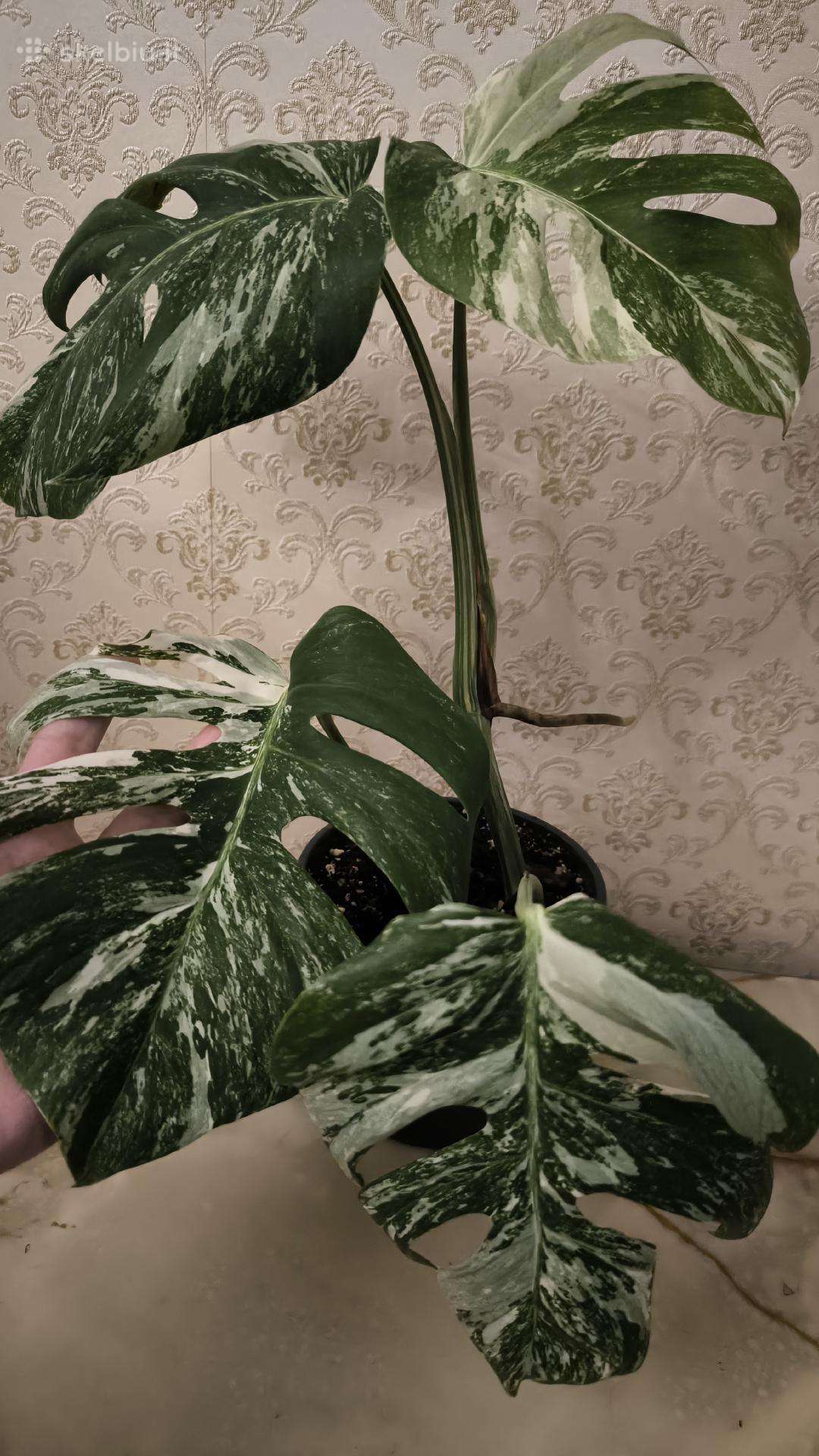 Monstera albo variegata