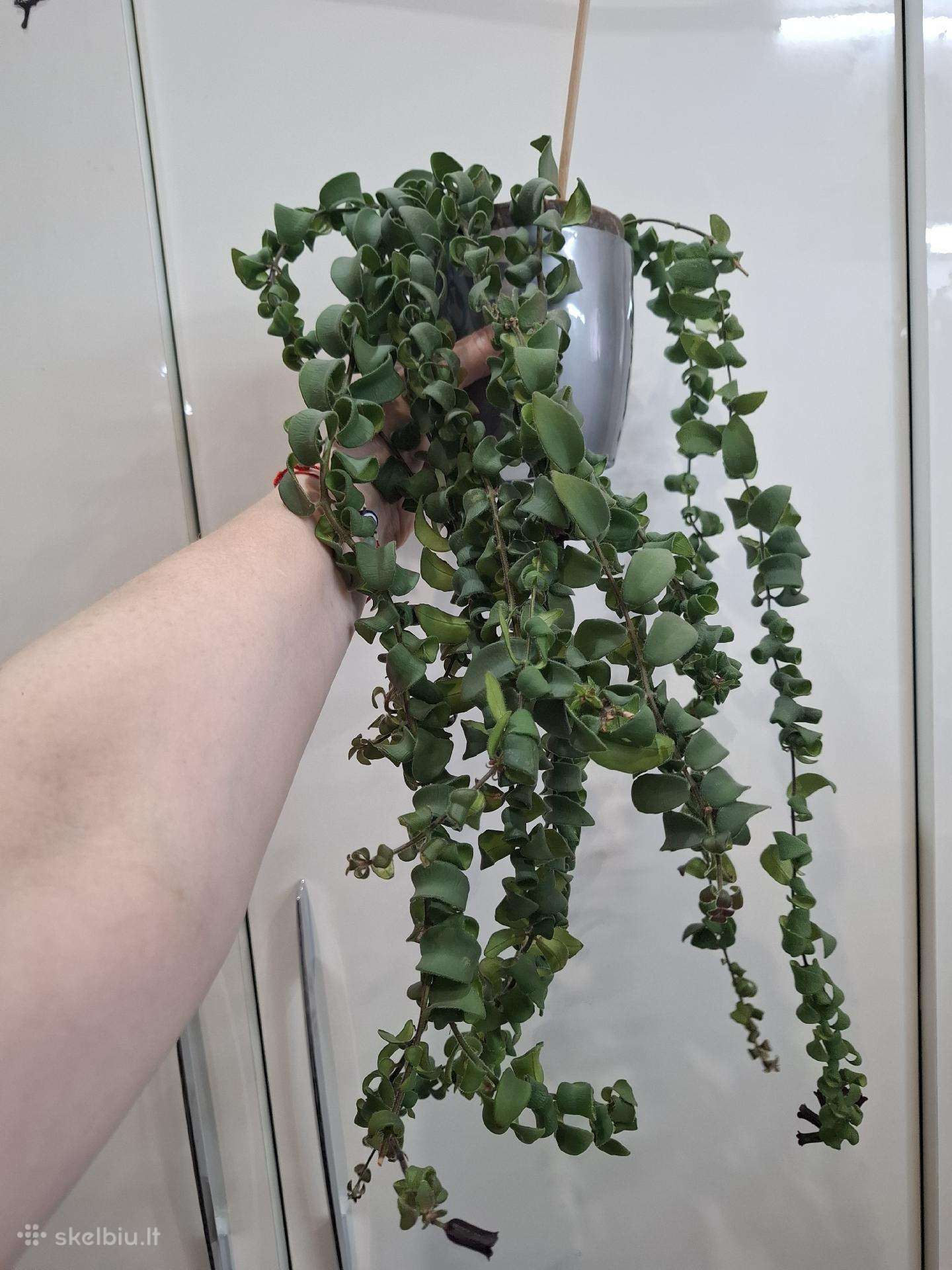 Aeschynanthus japhrolepis Twister