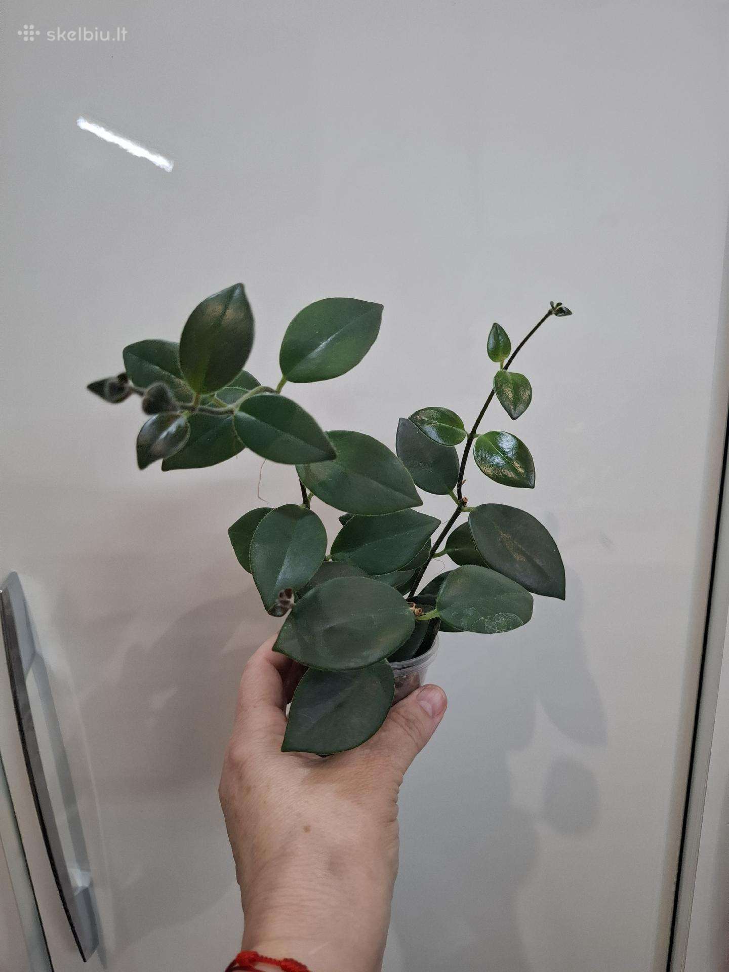 .Aeschynanthus Mona Lisa