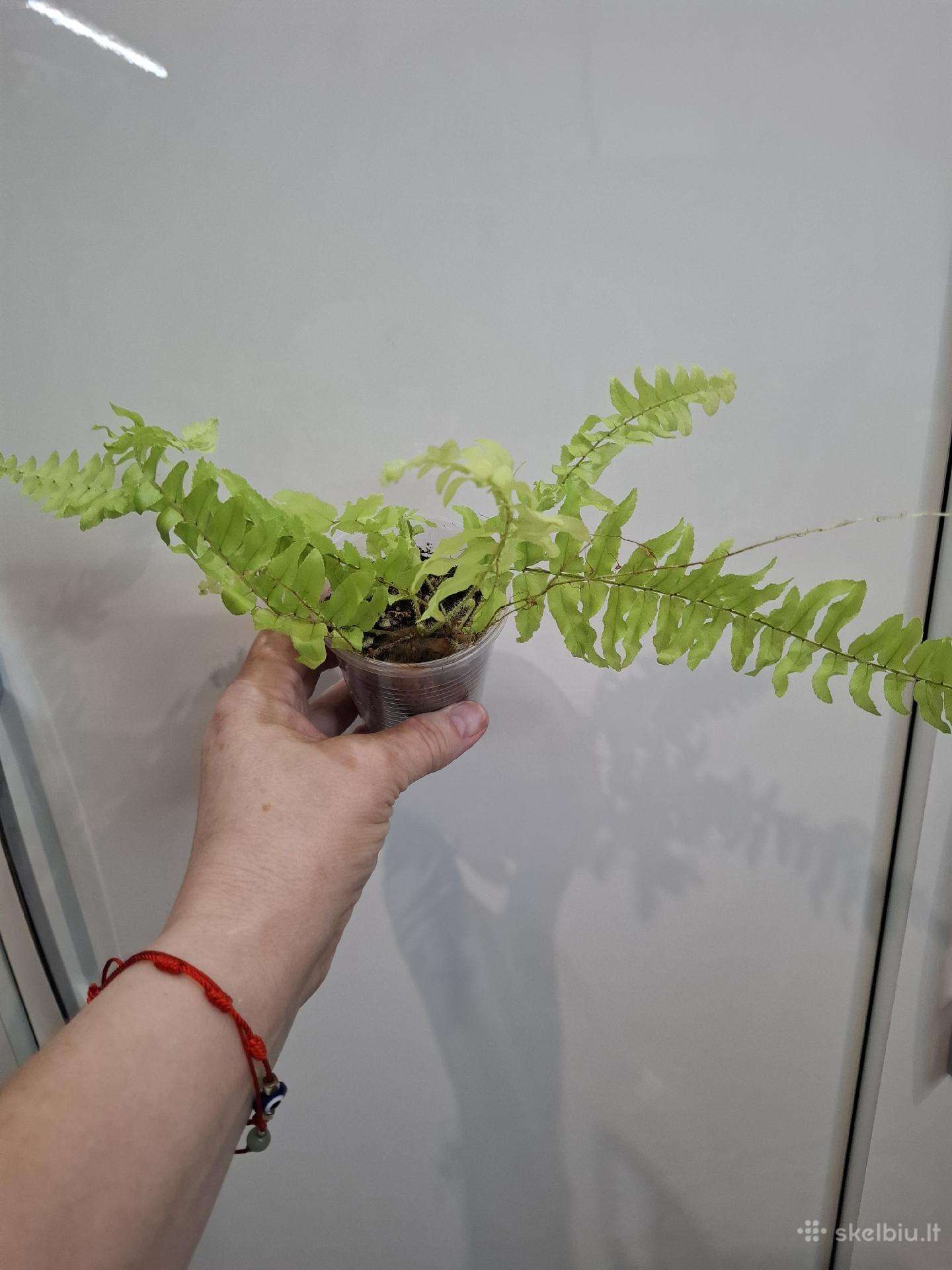 Nephrolepis 'Boston Blonde
