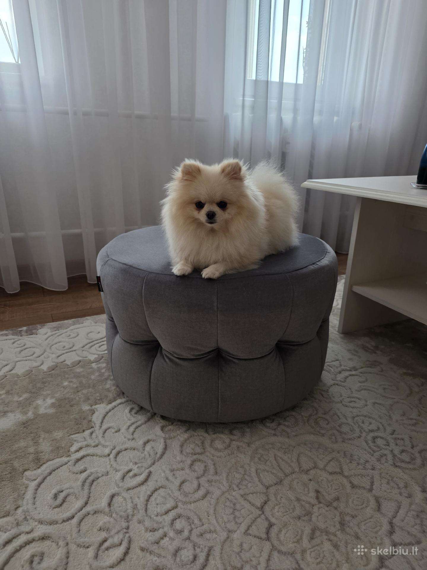 Mini Pomeranijos špicukė