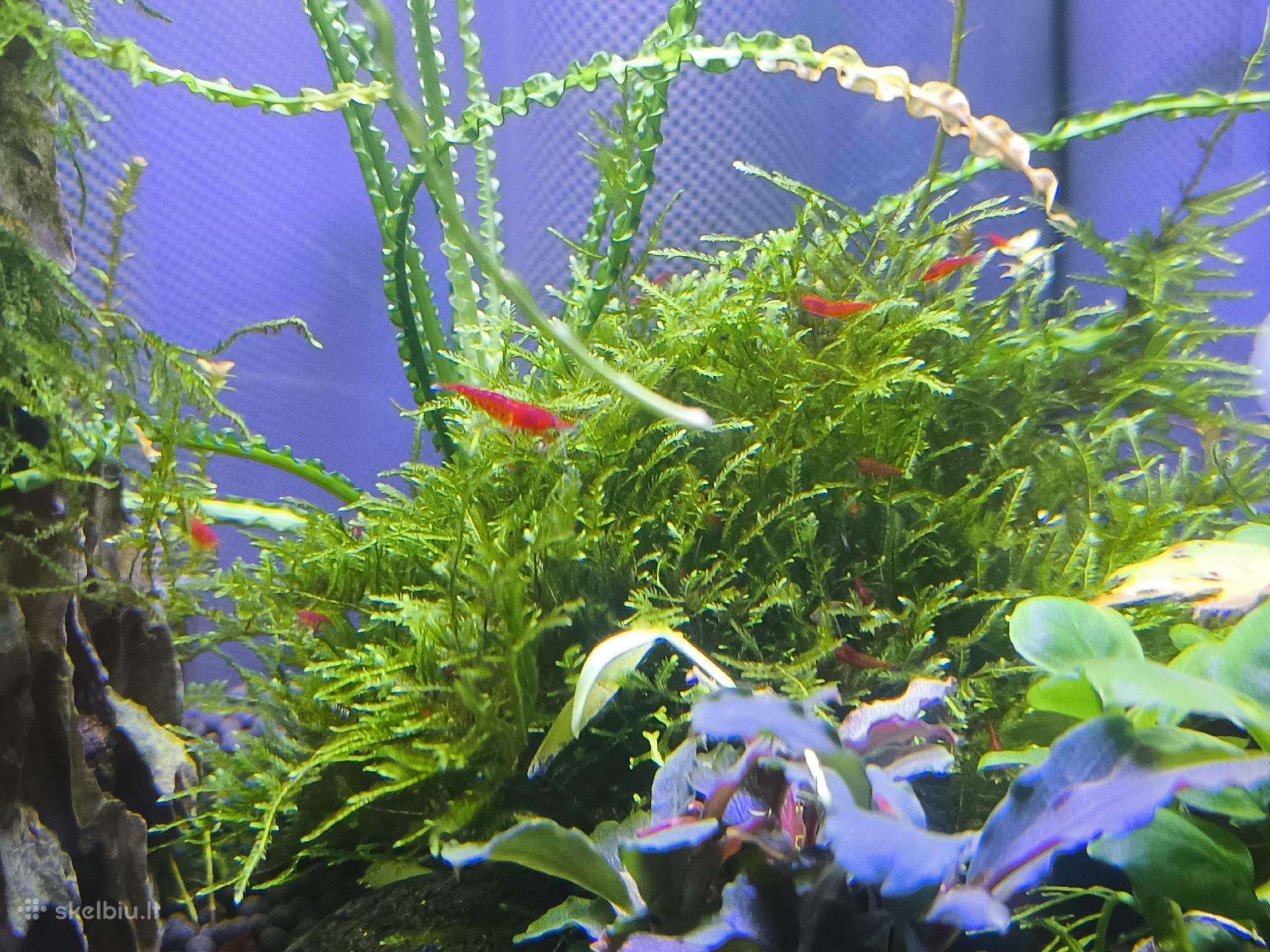 Neocaridina Bloody Mary