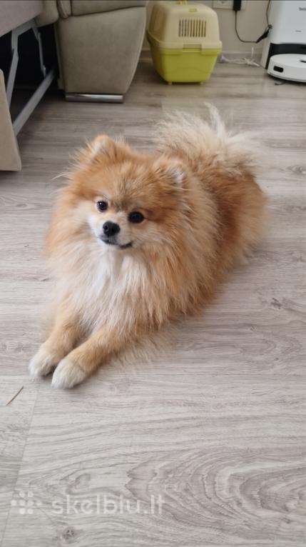 Parduodamas pomeranijos špicas