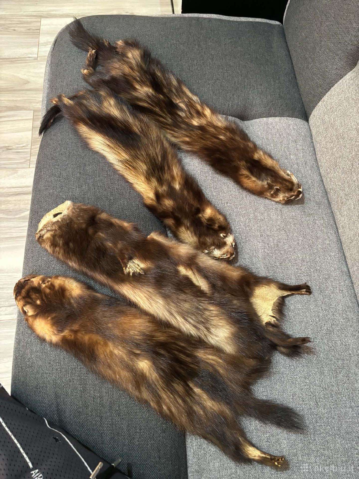 Kiaunės kailis
