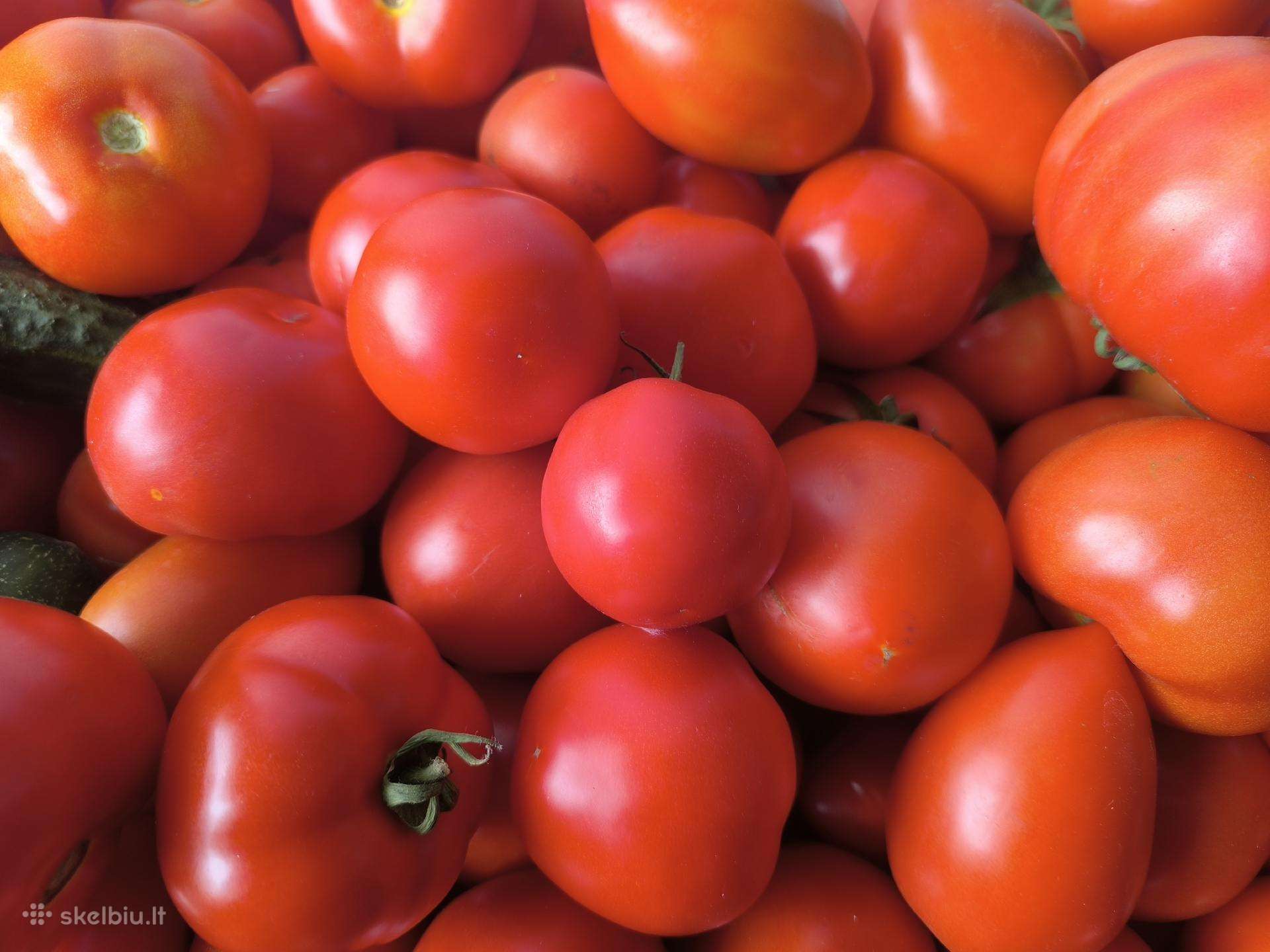 Pomidorai