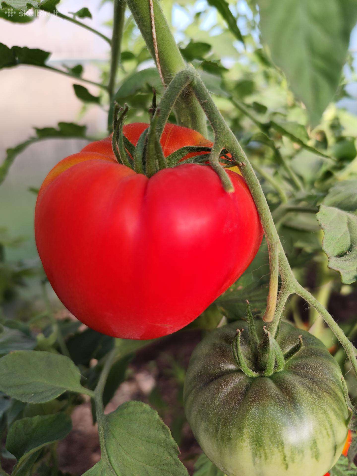 Pomidorai