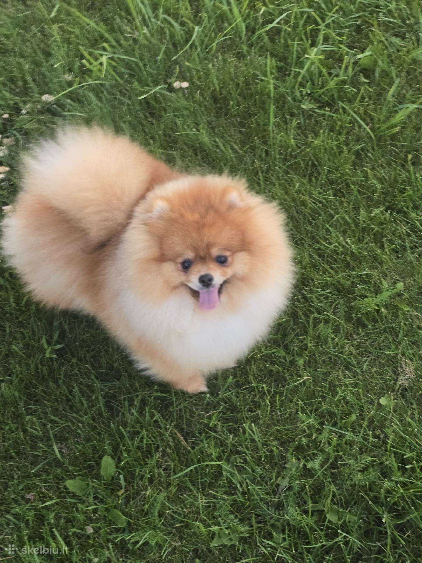 Pomeranijos špicai su lkd/fci kilmės dokumentais