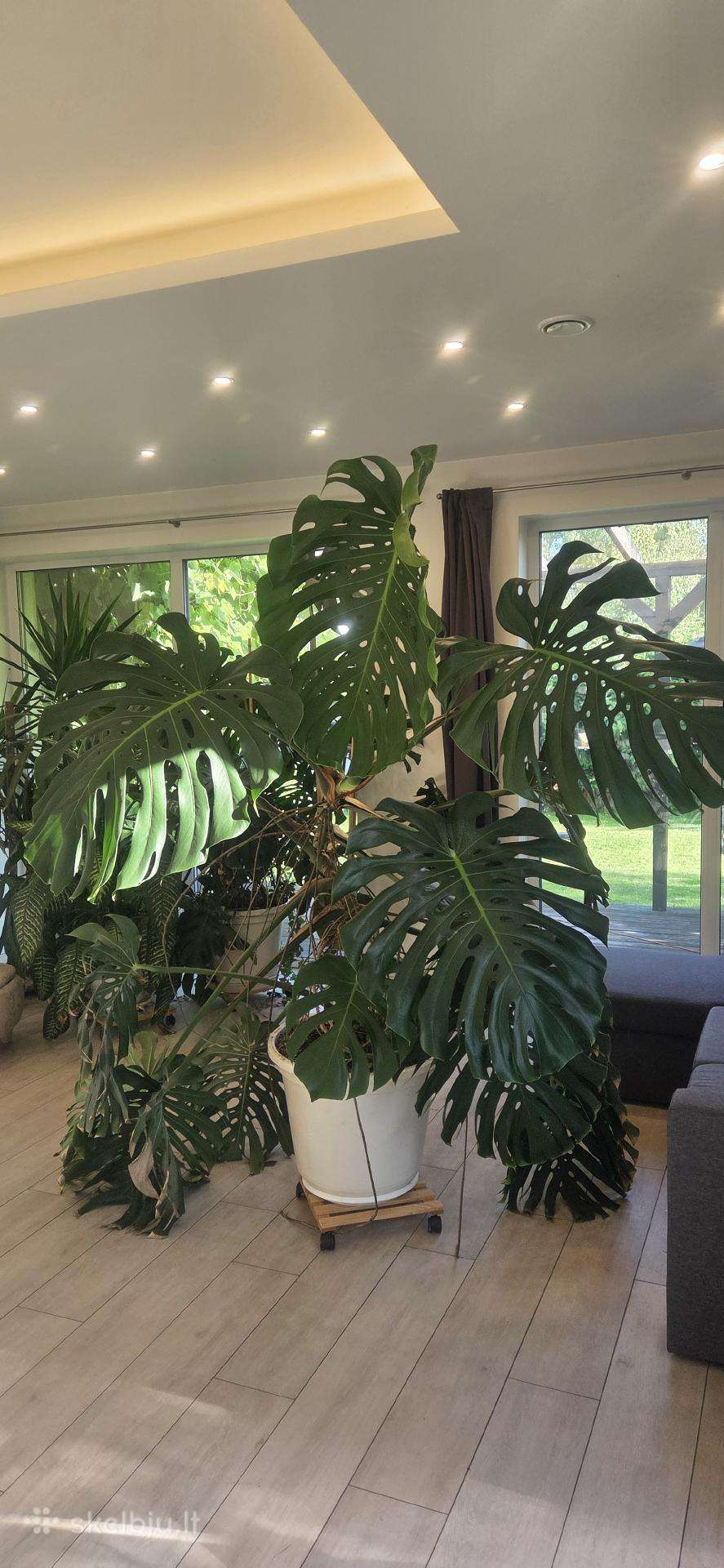 Didelė monstera