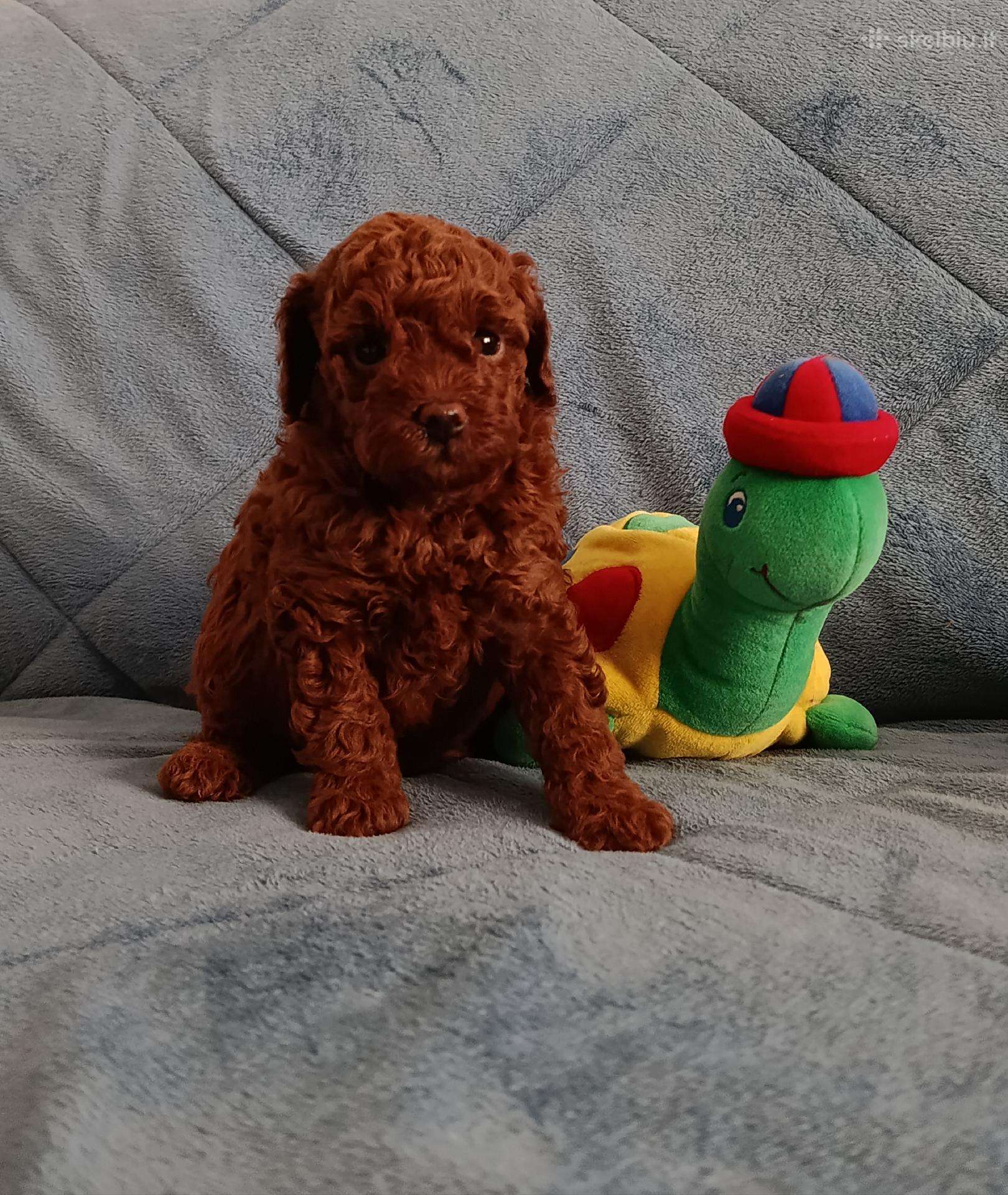 Toy pudeliukas